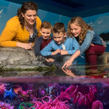 Touchpool 7 5 | SEA LIFE Aquarium