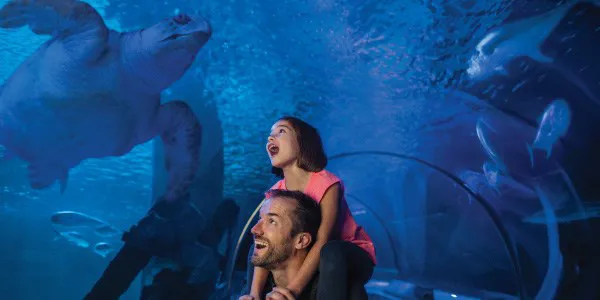 SEA LIFE General Admission Sea Turtle 600X300