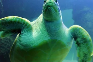 Sea Turtle | SEA LIFE Michigan Aquarium