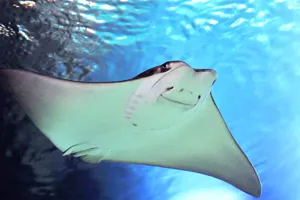 Cownose 1400X1000