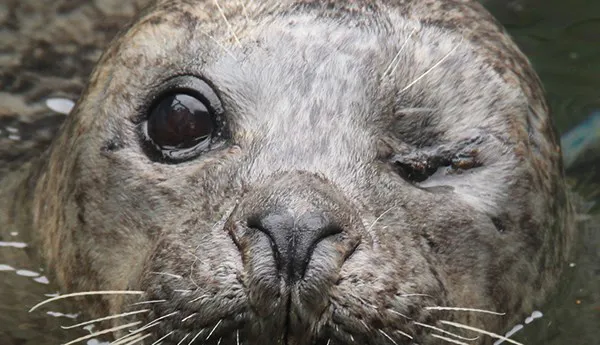 Seal | SEA LIFE San Antonio